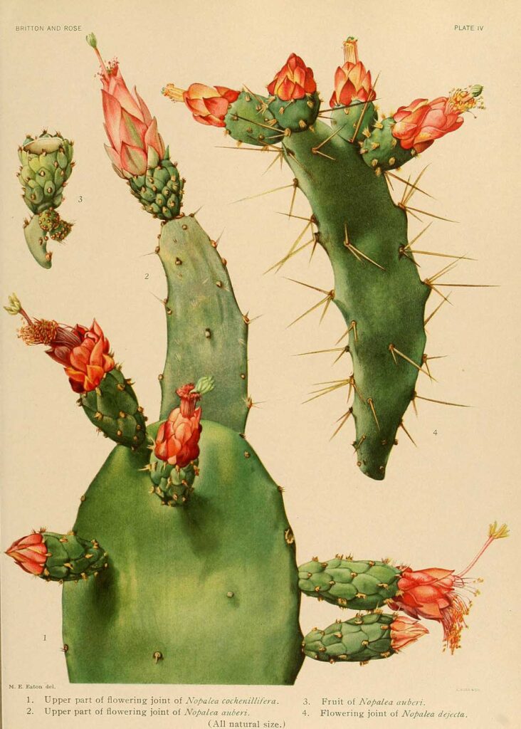 Beautiful Vintage Cactus Paintings to Download - Picture Box Blue