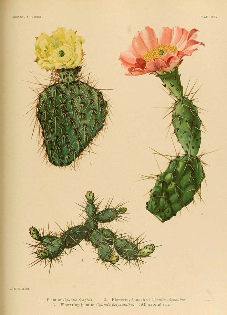 Beautiful Vintage Cactus Paintings to Download - Picture Box Blue