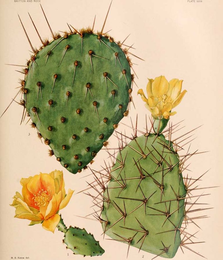 Beautiful Vintage Cactus Paintings to Download - Picture Box Blue