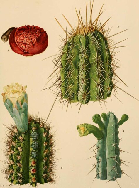 Beautiful Vintage Cactus Paintings to Download - Picture Box Blue