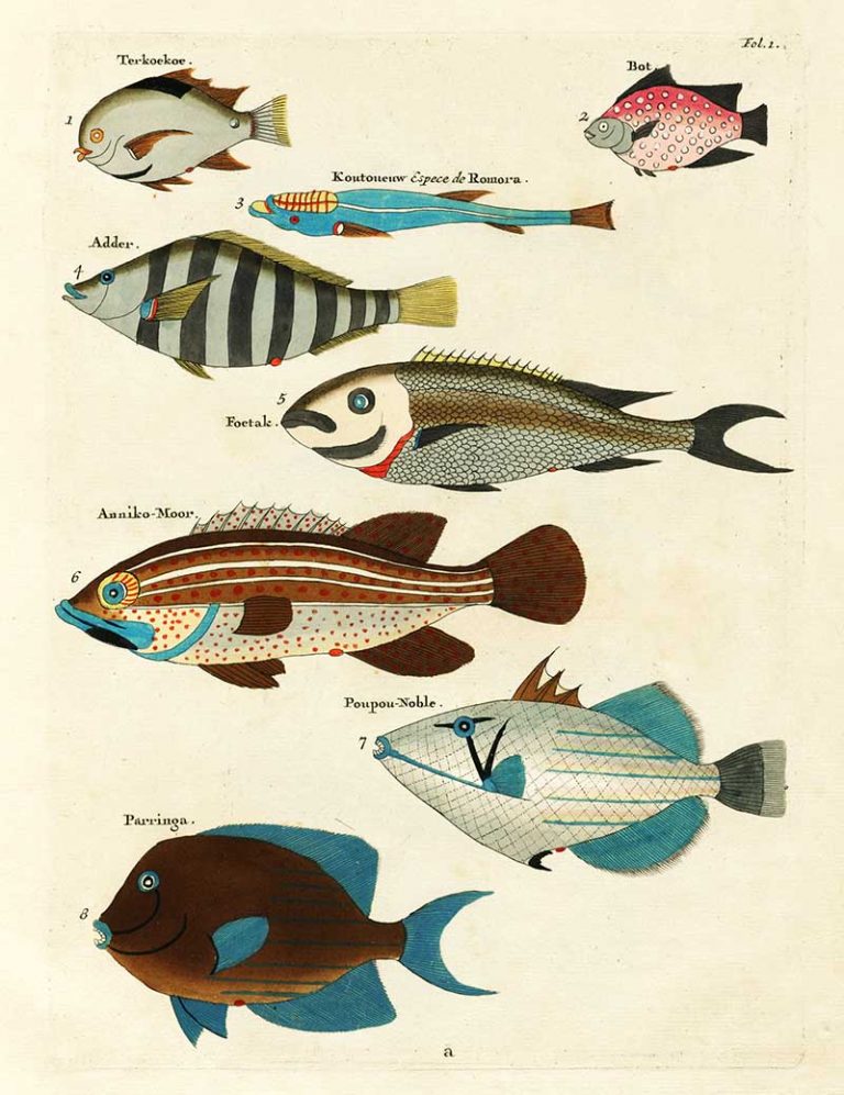 Discovering Louis Renard: Beautiful Fish Illustrations Now Free to ...