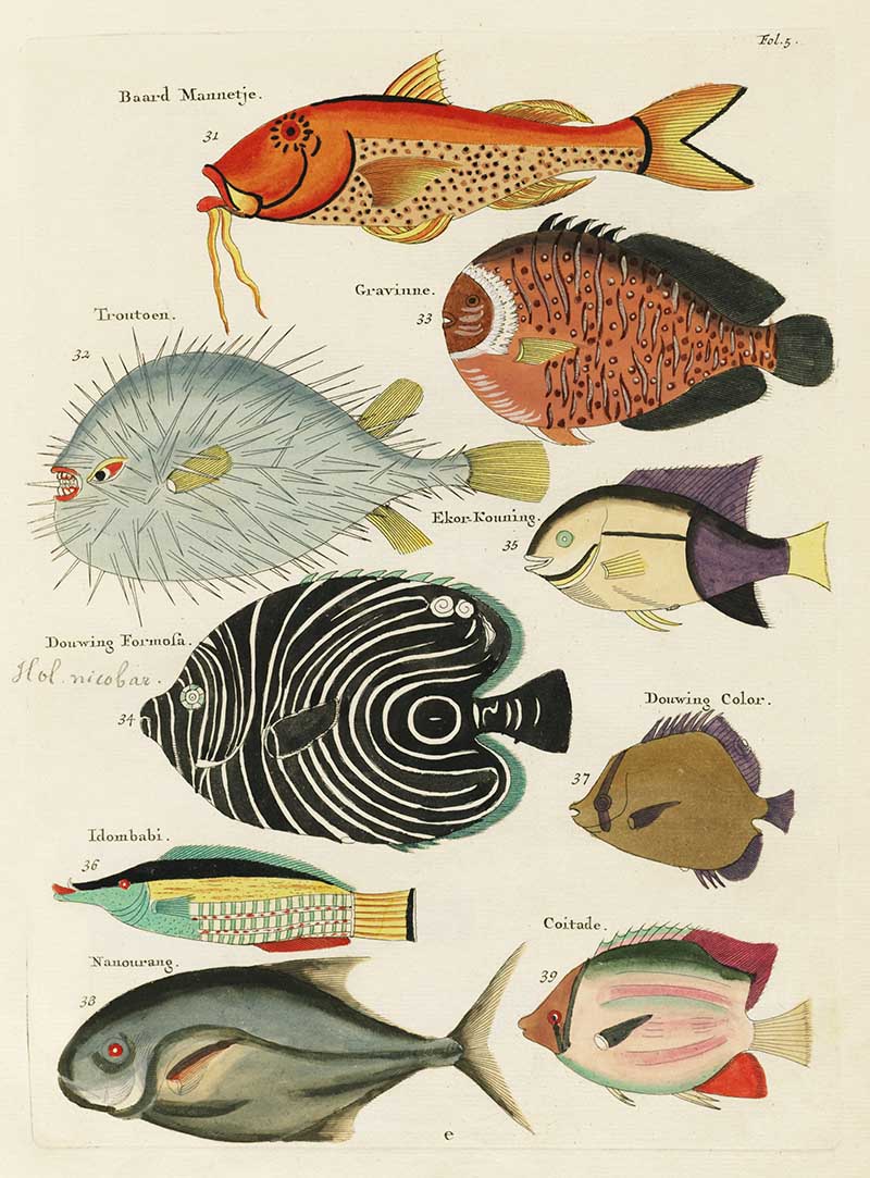 Discovering Louis Renard: Beautiful Fish Illustrations Now Free to ...