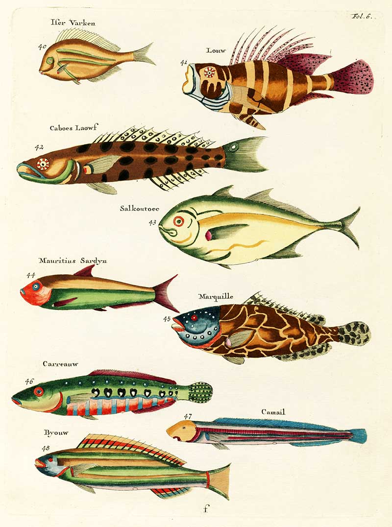 Discovering Louis Renard: Beautiful Fish Illustrations Now Free to ...