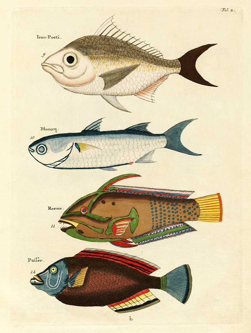 Discovering Louis Renard: Beautiful Fish Illustrations Now Free to ...