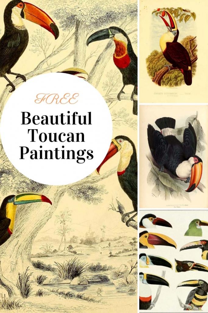 12 Amazing Vintage Toucan Bird Art Prints & Paintings - Picture Box Blue