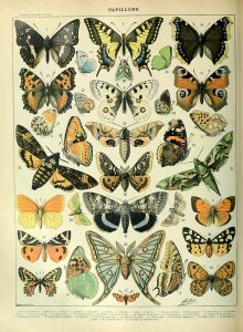 15 Vintage Butterfly Prints and Illustrations: A Free Treasure Trove ...