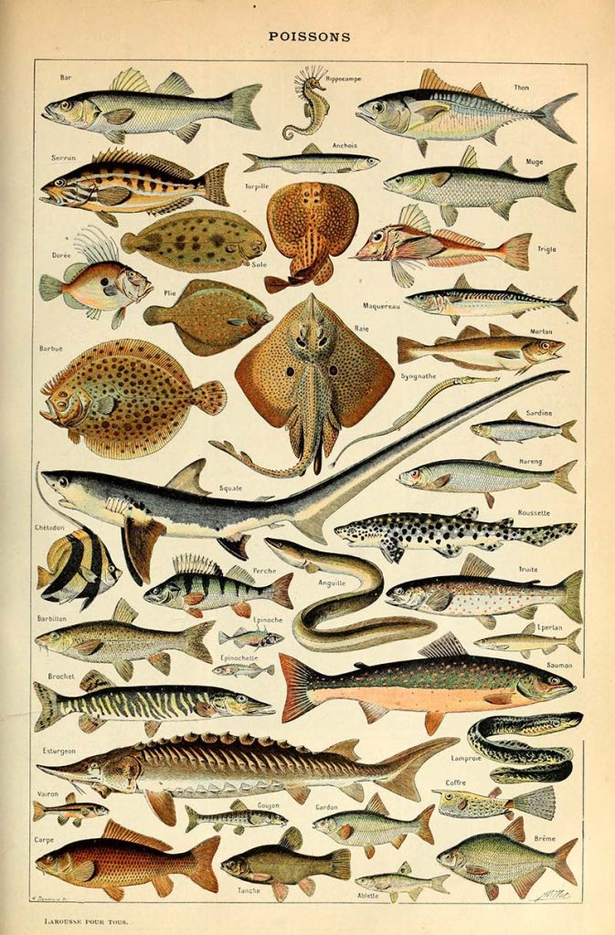 Dive into the Depths: Free Sea Life and Marine Life Posters from the ...