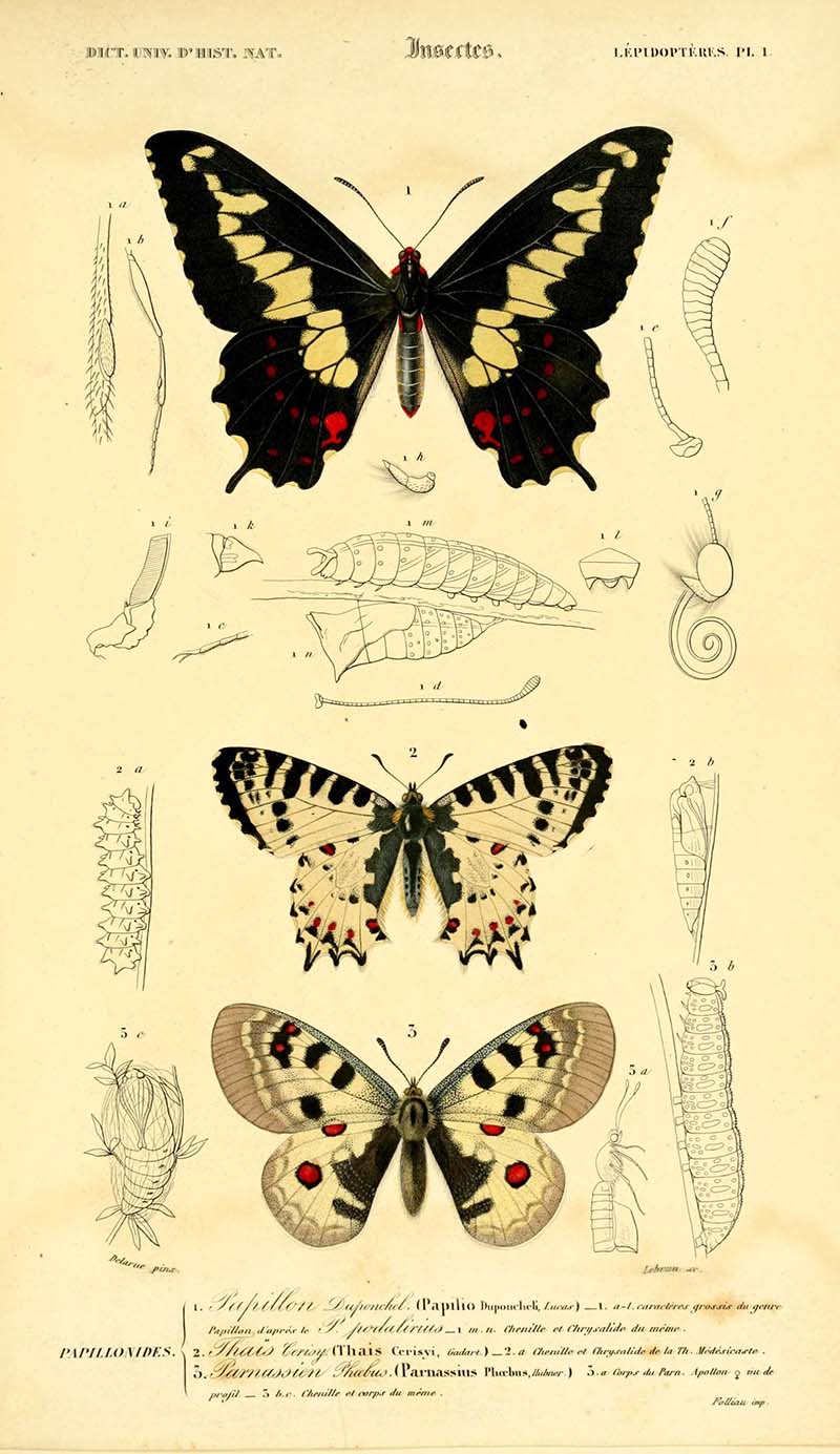 15 Vintage Butterfly Prints and Illustrations: A Free Treasure Trove ...