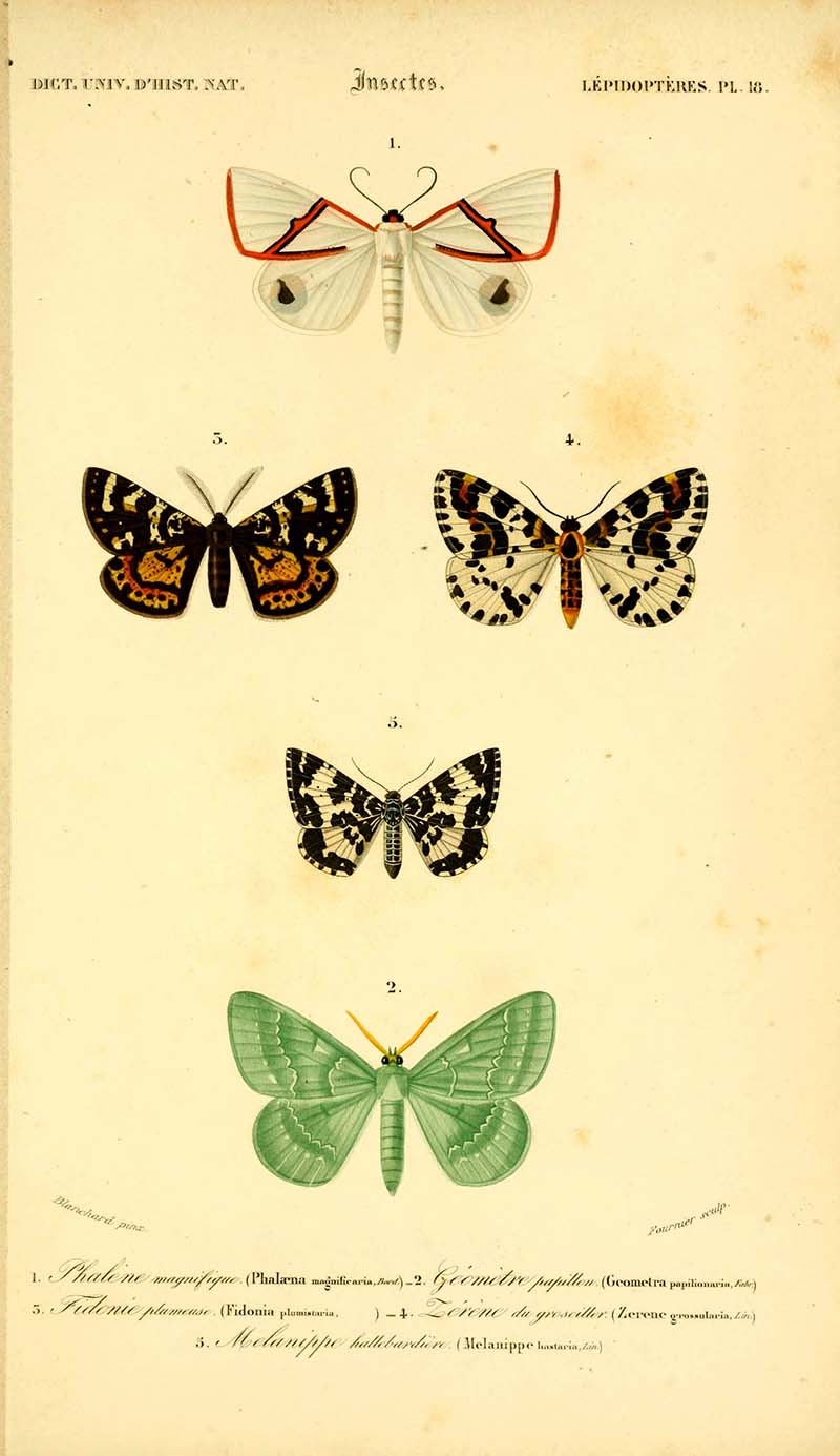 15 Vintage Butterfly Prints and Illustrations: A Free Treasure Trove ...