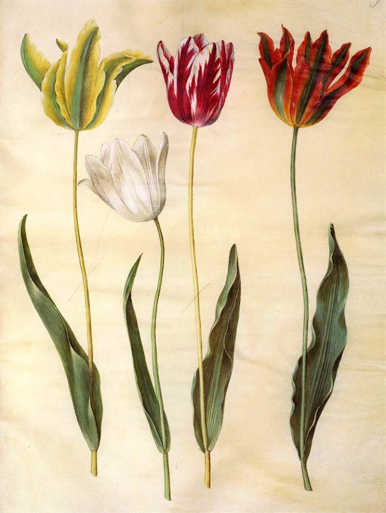 Beautiful Vintage Tulip Paintings To Download For Free - Picture Box Blue