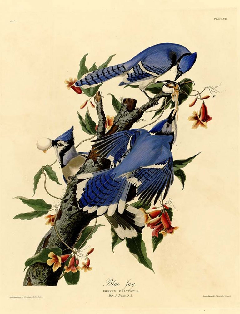 Free American Songbirds Illustrations: A Symphony of Colour and Art ...