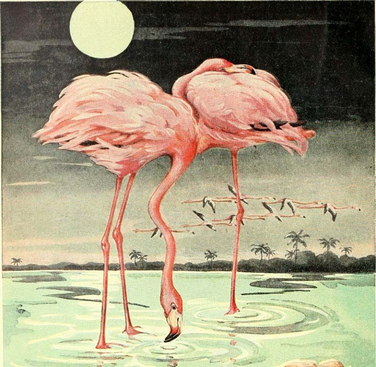 13 Flamboyant Flamingo Pictures to Print: Brighten Up Your Space ...