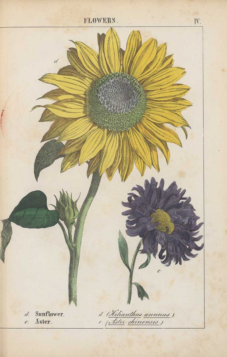 Stunning Free Botanical Sunflower Drawings In The Public Domain ...