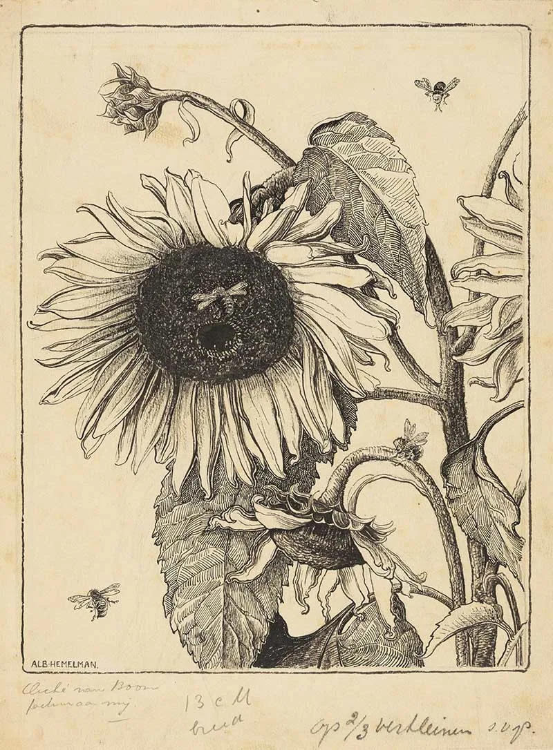 Black and white drawing of sunflowers with bees
