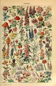 Amazing Free Collection Of Antique Botanical Posters - Picture Box Blue