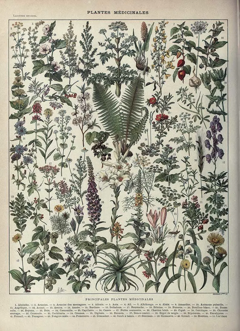 Medicinal plants identification poster by Adolphe Millot