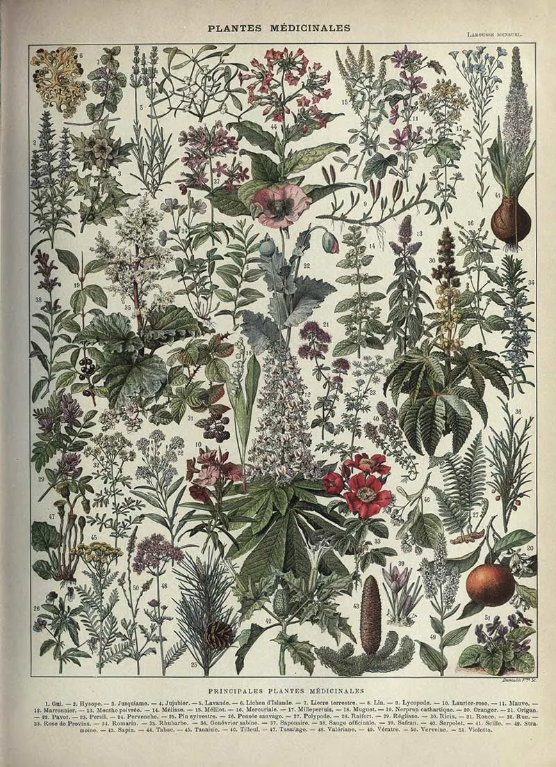 Medicinal plants identification poster by Adolphe Millot