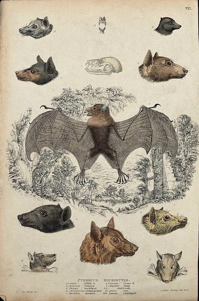 tonga bat surrounded by skulls and heads