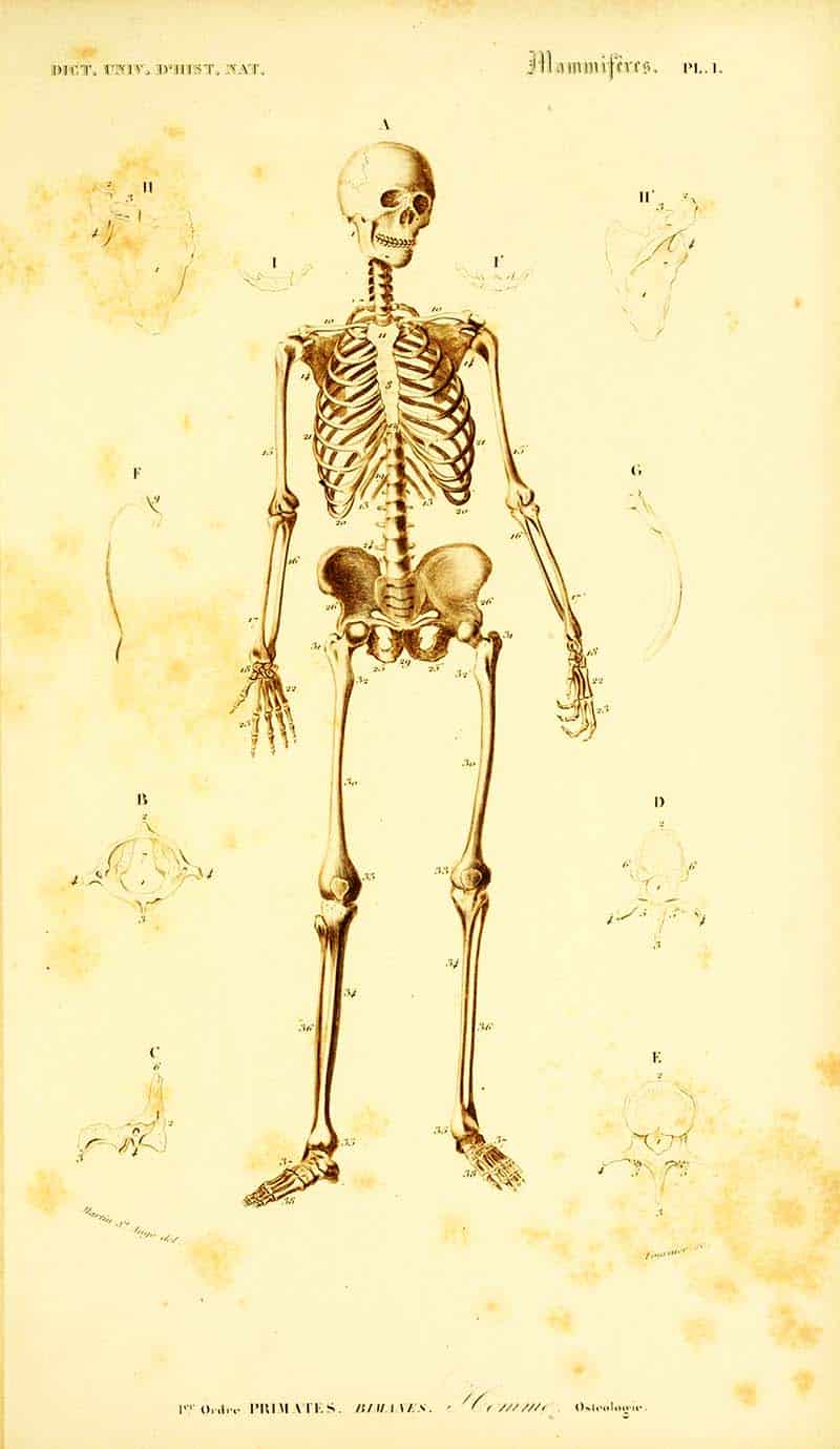 Free Fun Vintage Skeleton Illustrations To Print - Picture Box Blue