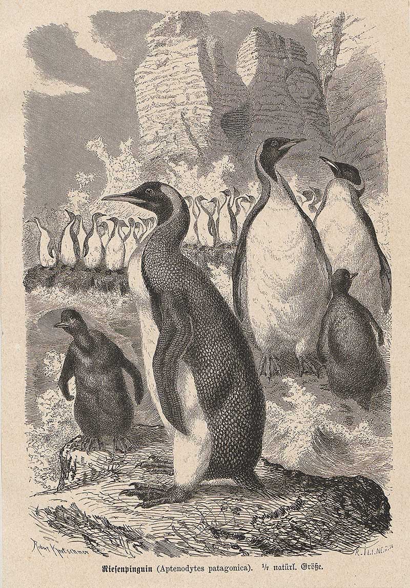 black and white drawing of emperor penguin colony