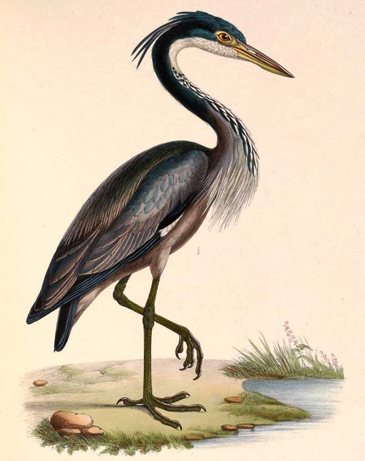 17 Stunning Vintage Heron Prints & Illustrations For Decor - Picture ...