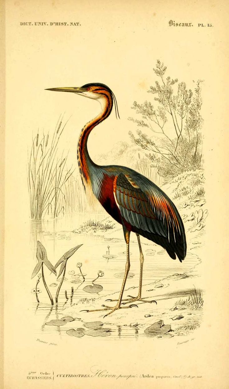 17 Stunning Vintage Heron Prints & Illustrations For Decor - Picture ...