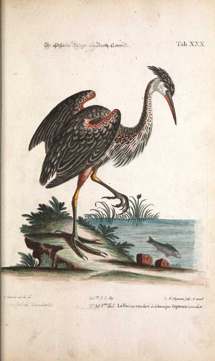 17 Stunning Vintage Heron Prints & Illustrations For Decor - Picture ...