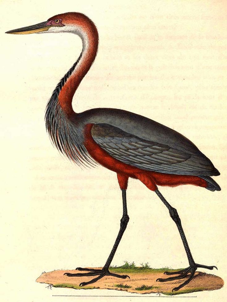 17 Stunning Vintage Heron Prints & Illustrations For Decor - Picture ...