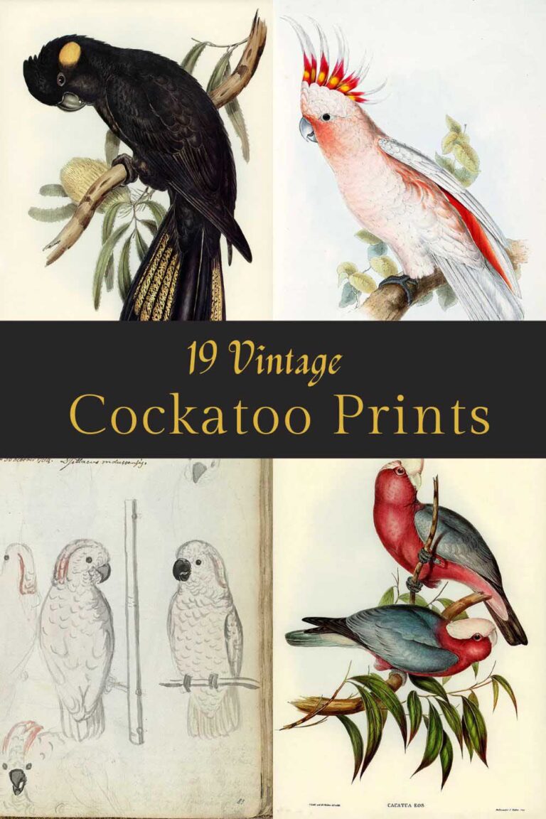 21 Extraordinary Free Vintage Cockatoo Paintings & Prints To Download ...