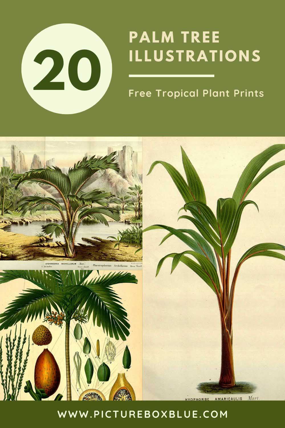 21 Fantastic Botanical Palm Tree Illustrations To Print - Picture Box Blue