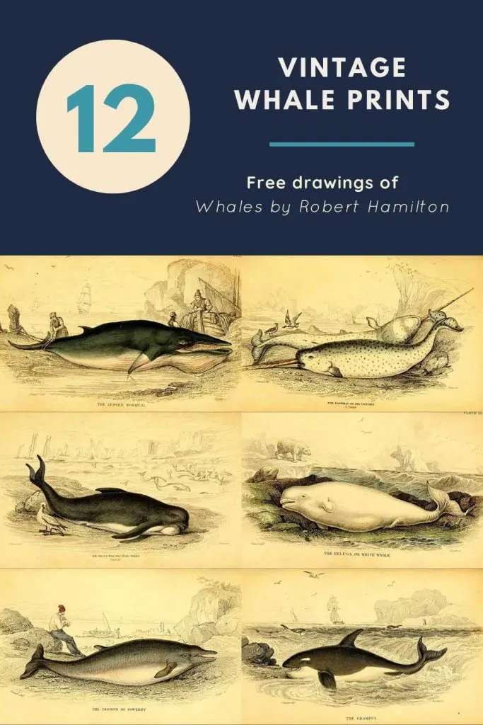Classic Whale