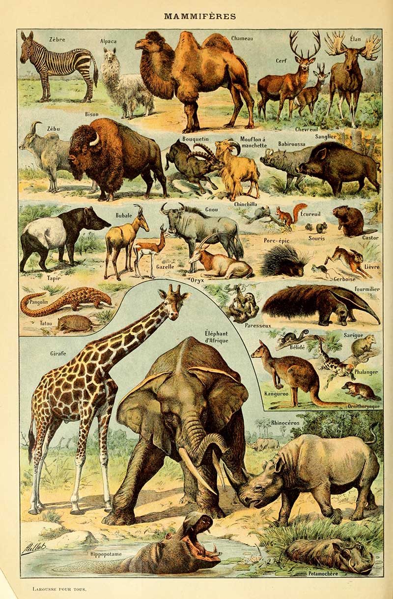 14 Free Animal Posters From Illustrated Larousse Dictionaries - Picture ...