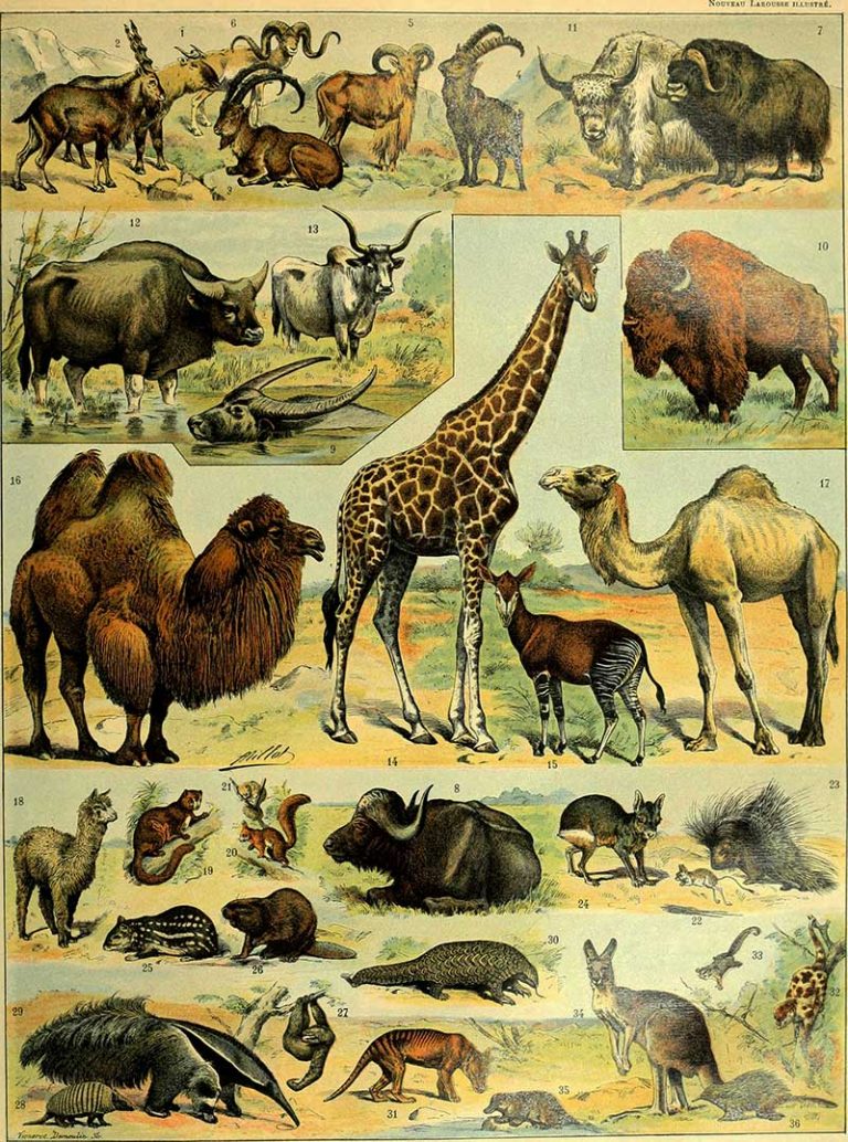 14 Free Animal Posters From Illustrated Larousse Dictionaries - Picture ...