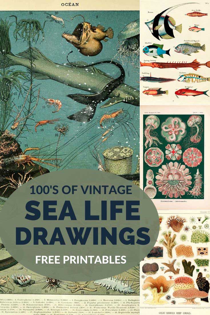 Top Vintage ocean life photos