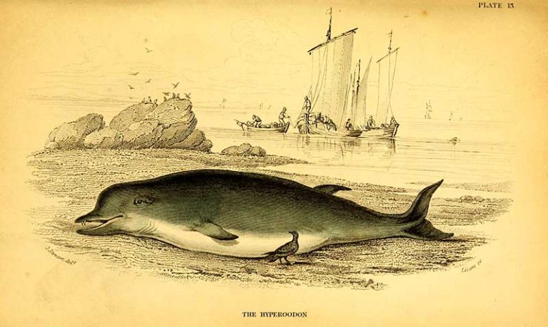 Free Wonderful Vintage Whale Drawings Of Robert Hamilton - Picture Box Blue