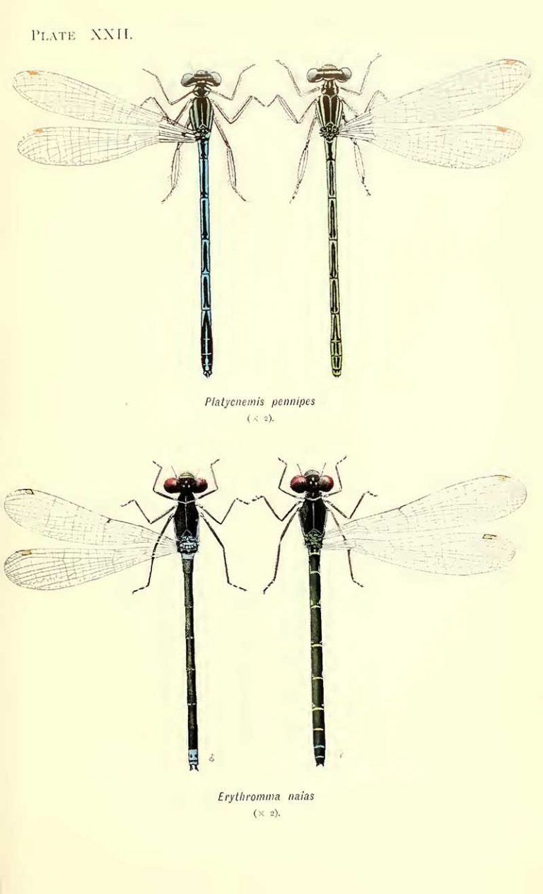 22 Vintage Dragonfly Drawings & Illustrations: Inspiration for Art ...