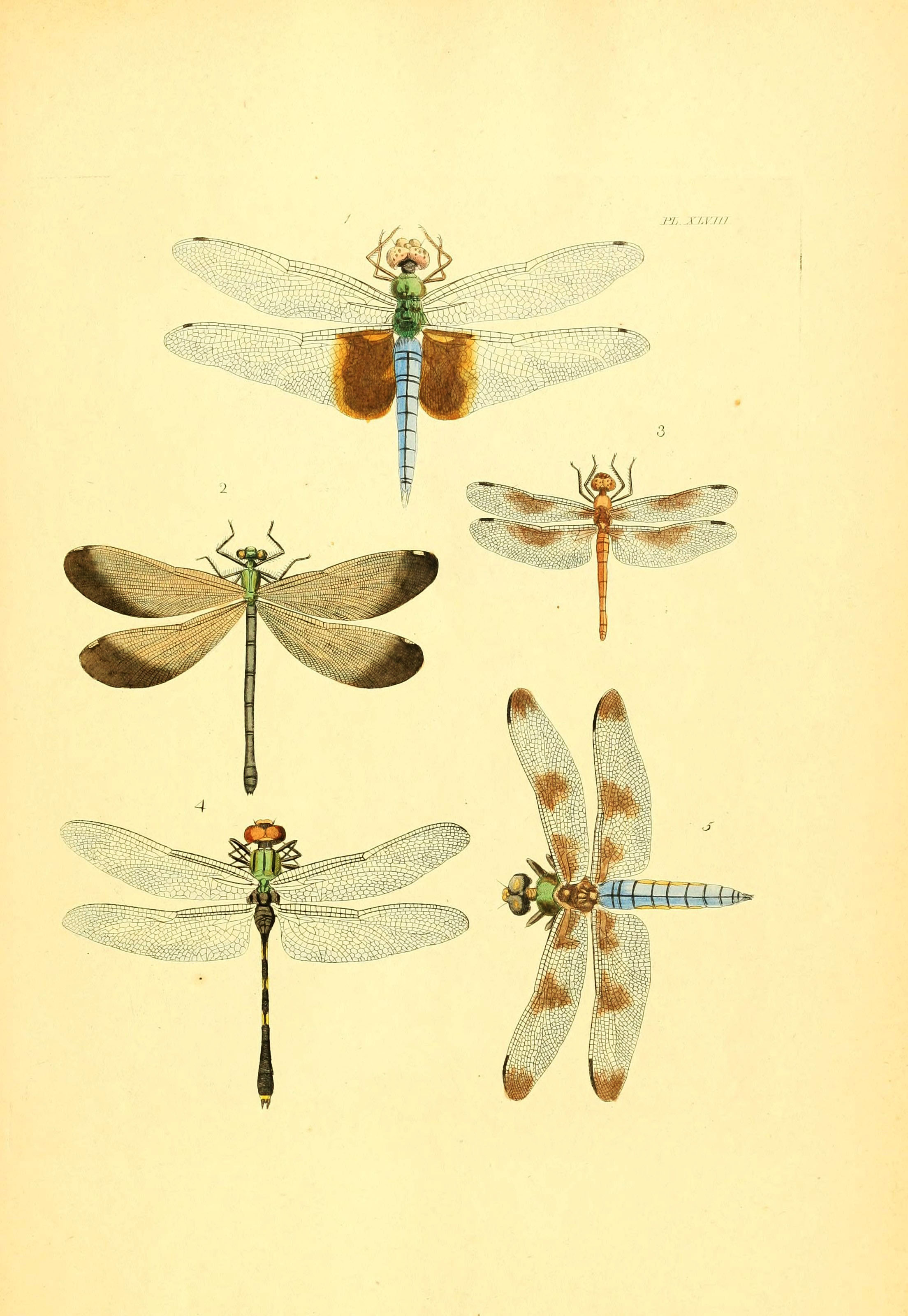 22 Vintage Dragonfly Drawings & Illustrations: Inspiration for Art ...