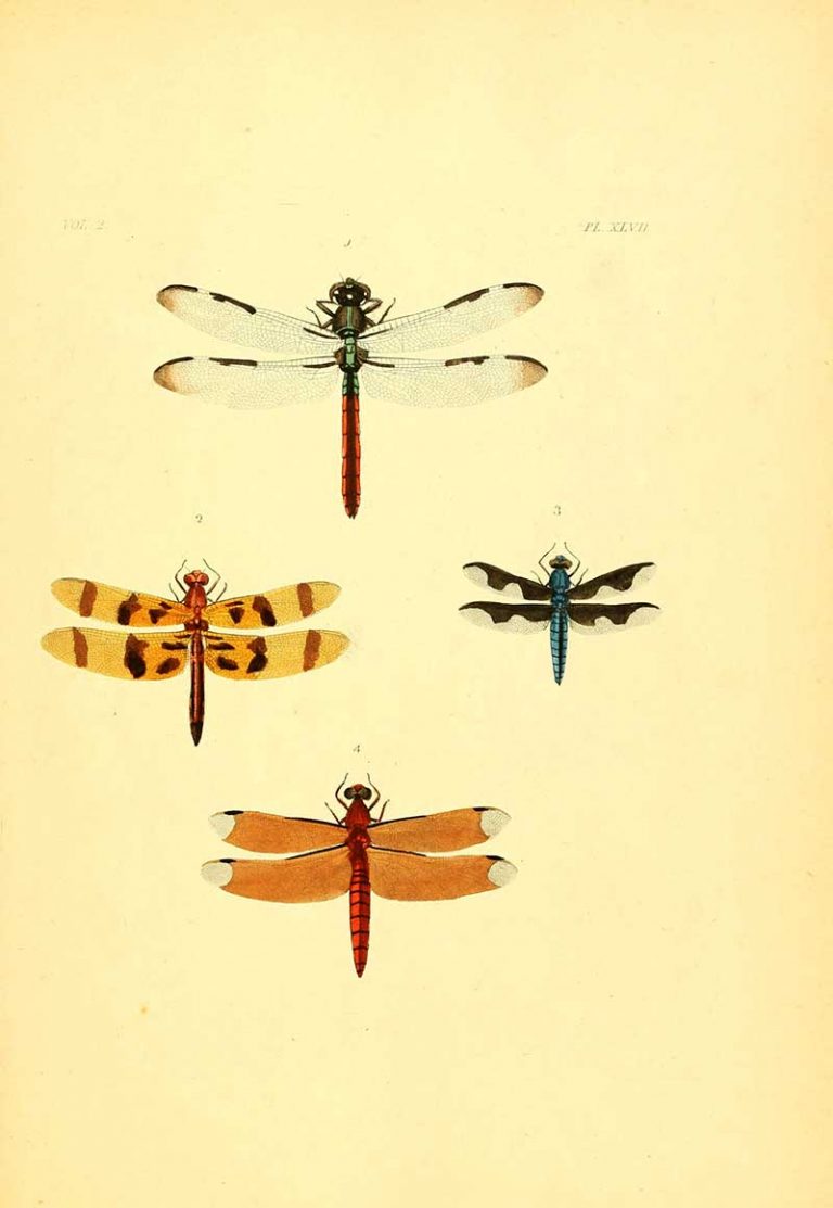 22 Vintage Dragonfly Drawings & Illustrations: Inspiration for Art ...