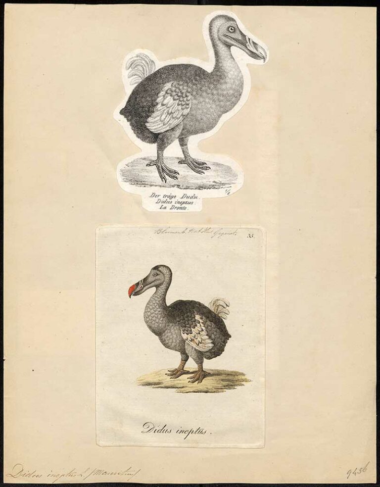 16 Free Dodo Drawings and Illustrations of The Bird - Picture Box Blue