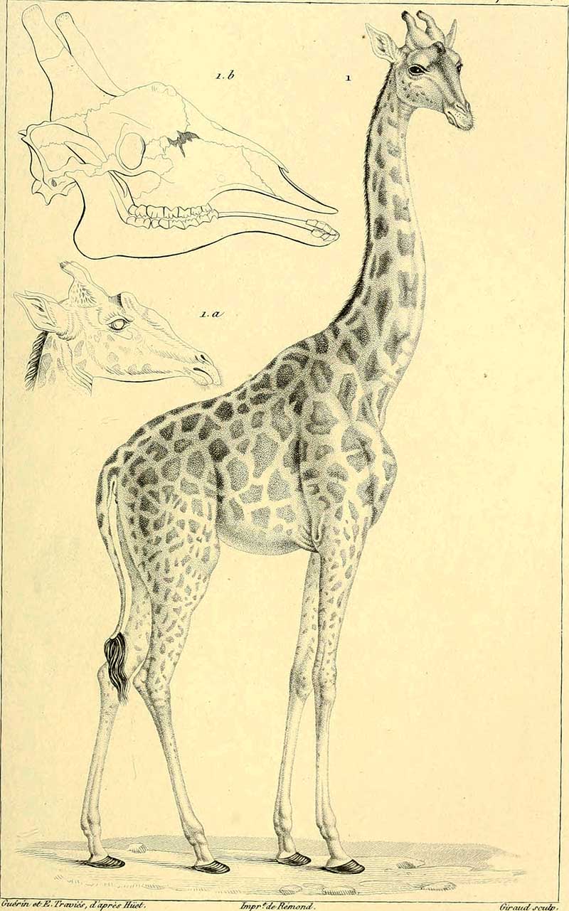 Copyright-Free Giraffe Drawings and Illustrations - Picture Box Blue