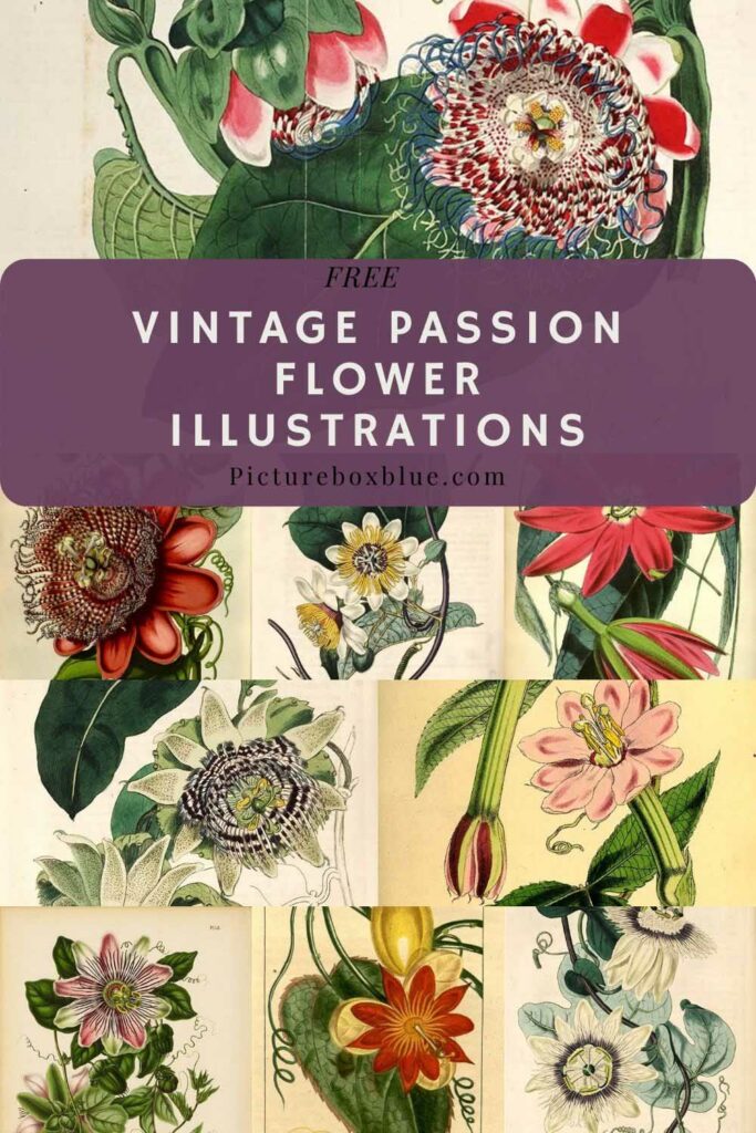 23 Vintage Passion Flower Drawings And Botanical Illustrations ...