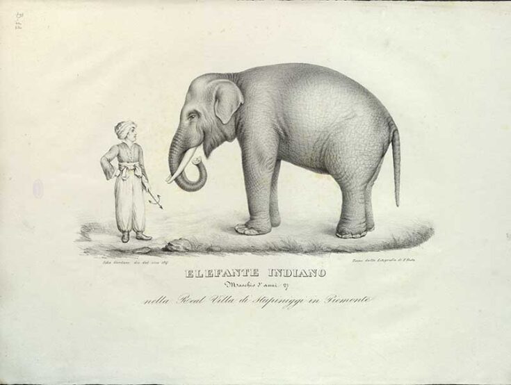 24 Copy-Right Free Vintage Elephant Illustrations and Drawings ...