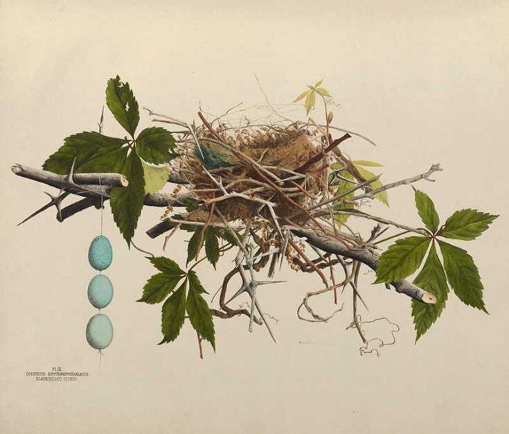 Genevieve Jones Nest And Egg Illustrations of The Birds of Ohio ...