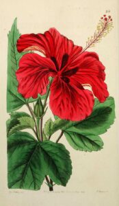 Beautiful Botanical Hibiscus Drawings and Illustrations - Picture Box Blue