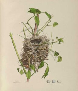 Genevieve Jones Nest And Egg Illustrations of The Birds of Ohio ...