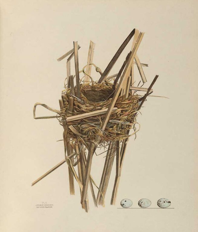 Genevieve Jones Nest And Egg Illustrations of The Birds of Ohio ...