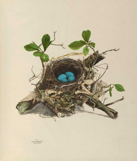 Genevieve Jones Nest And Egg Illustrations of The Birds of Ohio ...