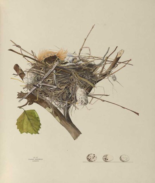 Genevieve Jones Nest And Egg Illustrations of The Birds of Ohio ...