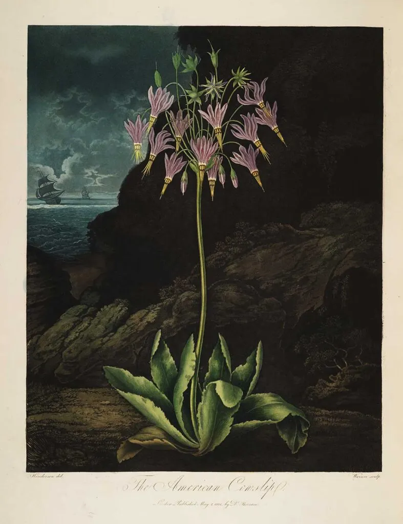American Cowslip- Temple of Flora