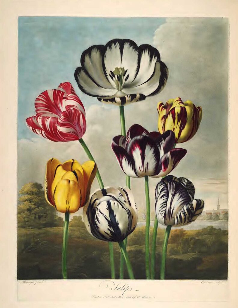 Tulips in a Dutch landscape